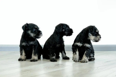 Top 10 Most Expensive Dog Breeds in the World - Talis Us