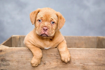 Top 10 Must-Have Pet Supplies for Every Dog Owner - Talis Us