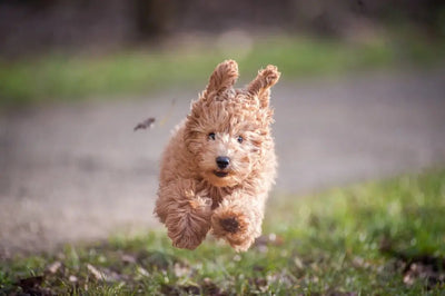Top 10 Pet Food Brands of 2023 - Talis Us