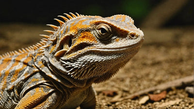 Top 10 Tips for Bearded Dragon Health - Talis Us
