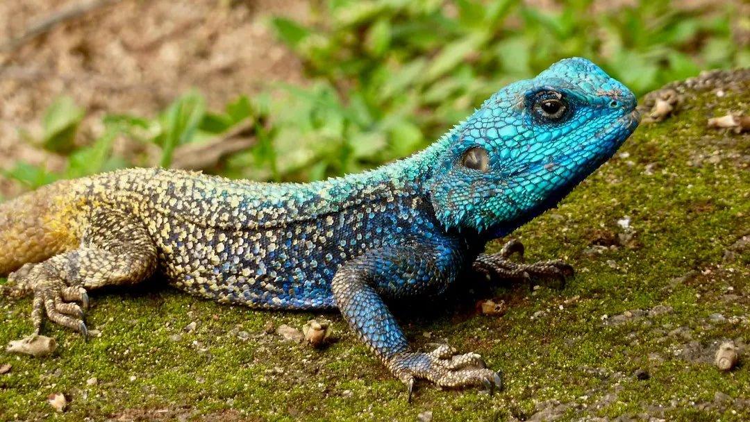 Top 7 Cool Reptile Pets for Modern Hobbyists - Talis Us