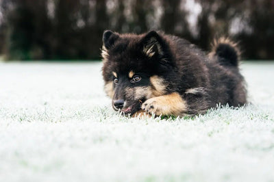 Top 7 Kong Dog Toys for Aggressive Chewers - Talis Us