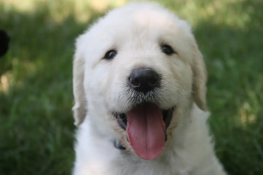 Top Big Dog Breeds That Don't Shed - Talis Us