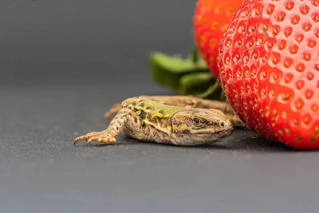 Top Brands for Nutritious Reptile Food and Essential Accessories - Talis Us