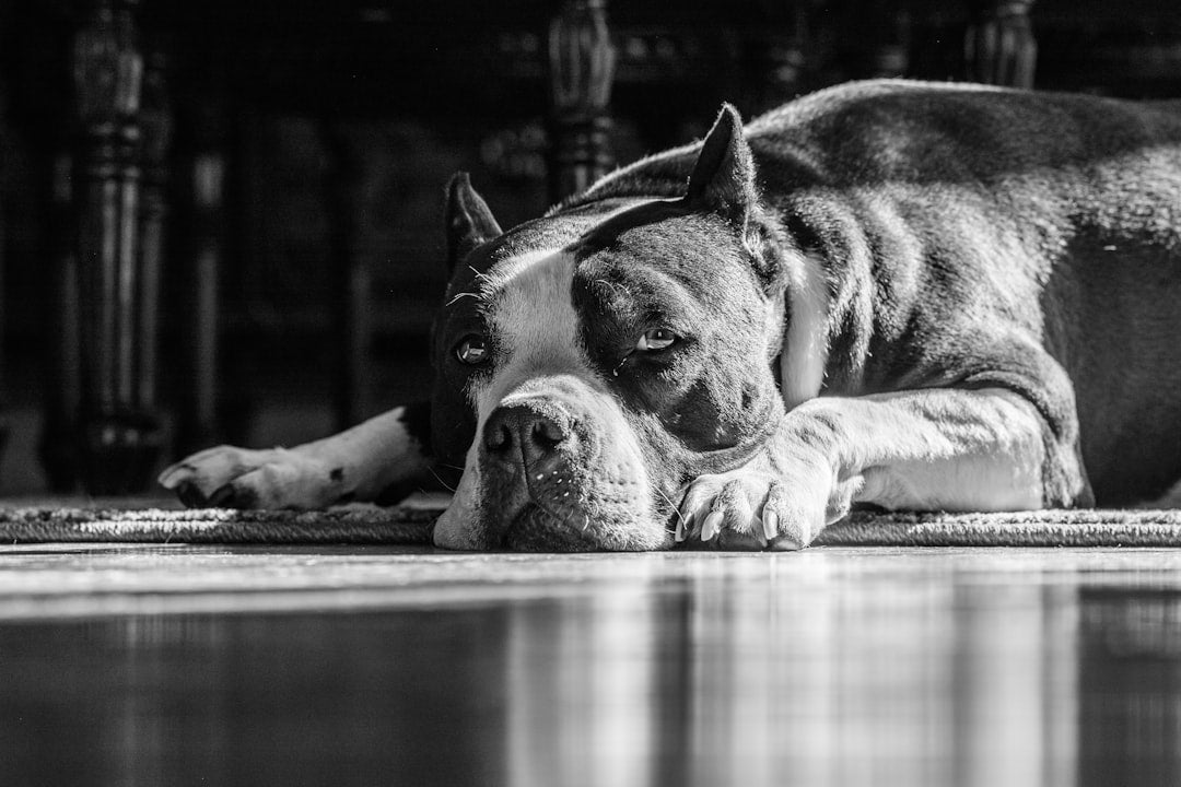 Top Engaging Puzzle Toys for Dogs: Boost Their Playtime Fun - Talis Us