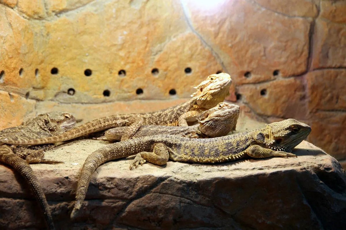 Top Heat Lamps and Mats for Reptile Care - Talis Us