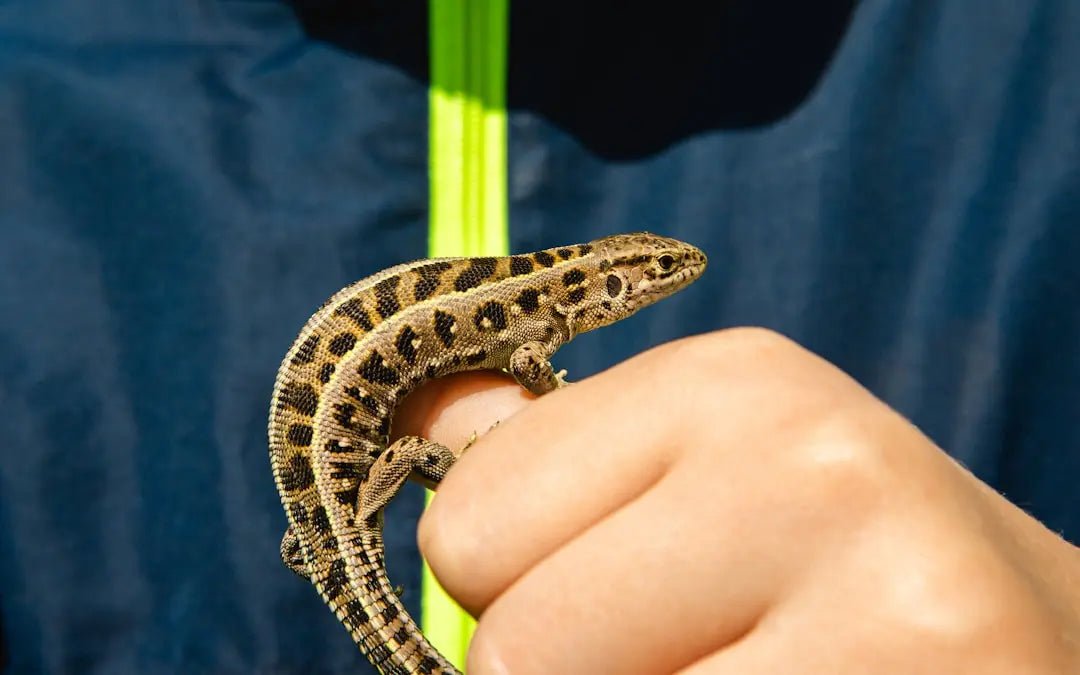 Top Hygrometers for Reptile Enthusiasts - Talis Us