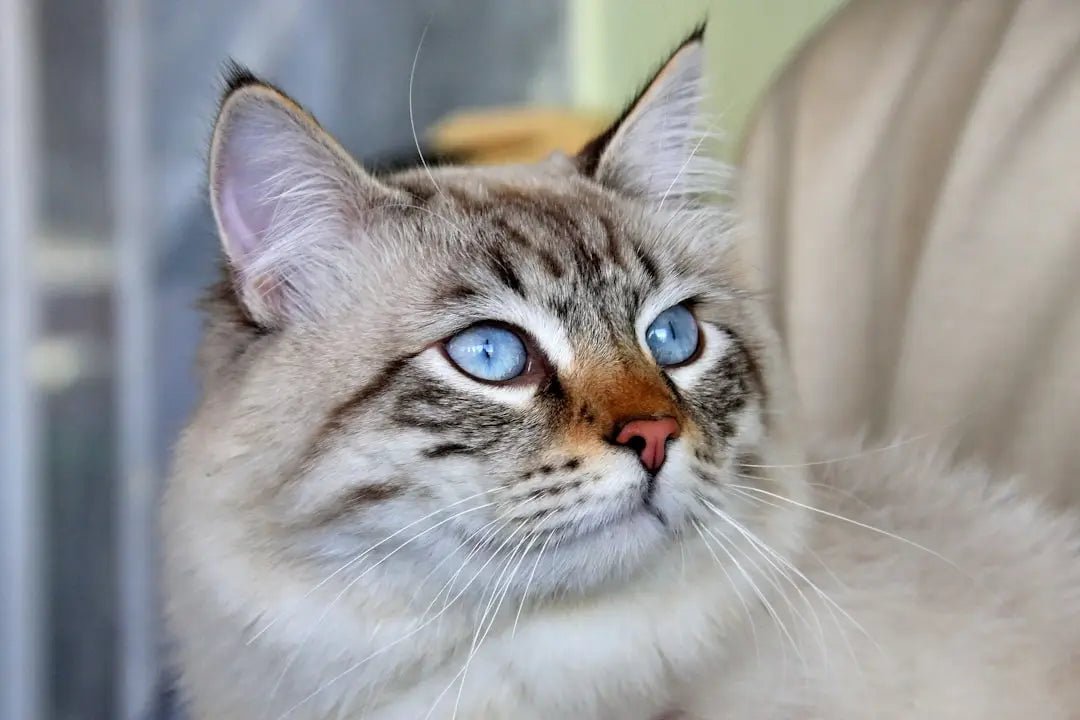 Top Hypoallergenic Cat Breeds for Allergies - Talis Us
