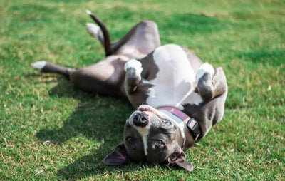 Top Nutritional Choices for Pitbulls - Talis Us