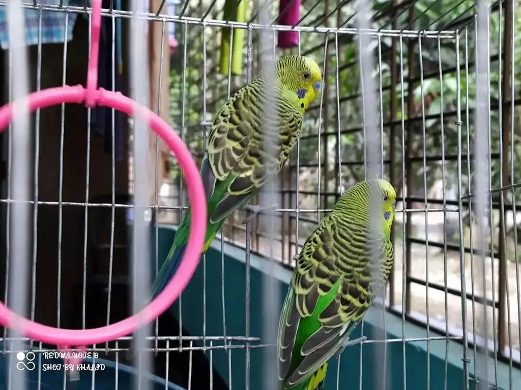 Top Parrot Bird Cages Available Online - Talis Us