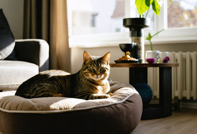 Tabby cat lounging comfortably on a plush bed, featuring top-rated pet accessories for cat owners