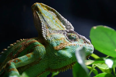 Top-rated pet food brands for reptiles and birds - Talis Us