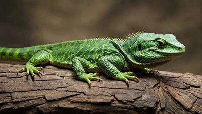 Top Reptile Food Options for Your Reptile Pets - Talis Us