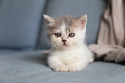 Top Tuna Brands for Happy Cats - Talis Us