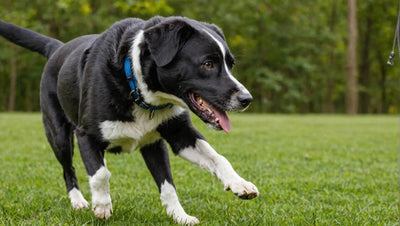 Train Your Dog with Irresistible Training Treats - Talis Us