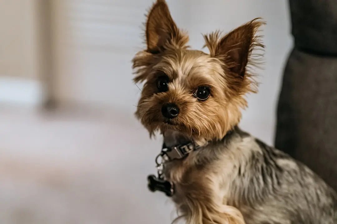 Transform Snack Time With Freeze Dried Dog Treats - Talis Us