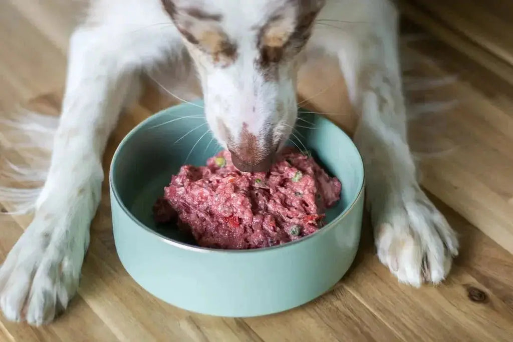 Transitioning Your Dog to Freeze Dried Food - Talis Us