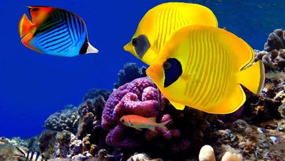 Tropical Fish And Aquariums