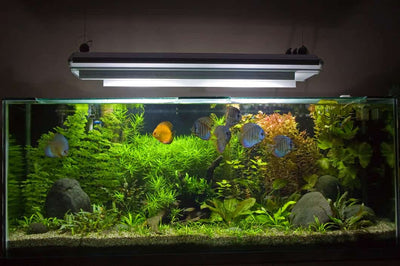 How long should you leave led light on fish tank?
