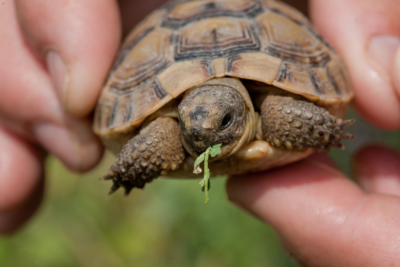 Are Red Lights Bad for Reptiles? What You Need to Know - Talis Us