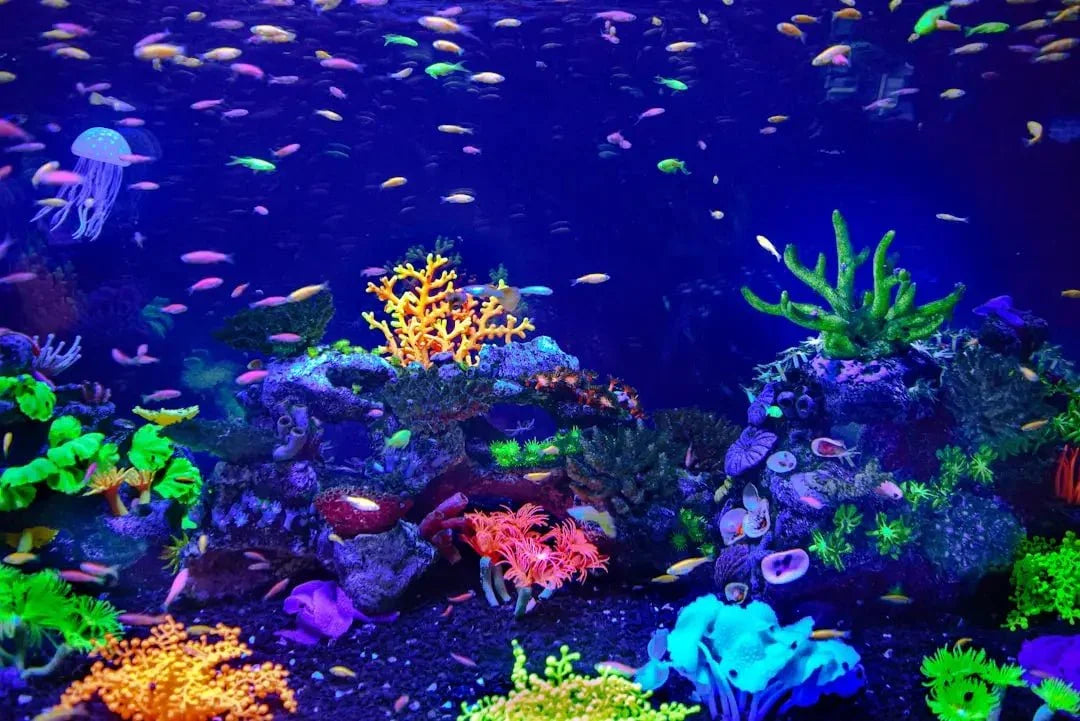 Uncover LED Lighting Benefits to Brighten Your Aquarium - Talis Us