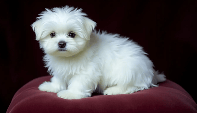Understanding and Choosing Hypoallergenic Dog Breeds: A Comprehensive Guide - Talis Us