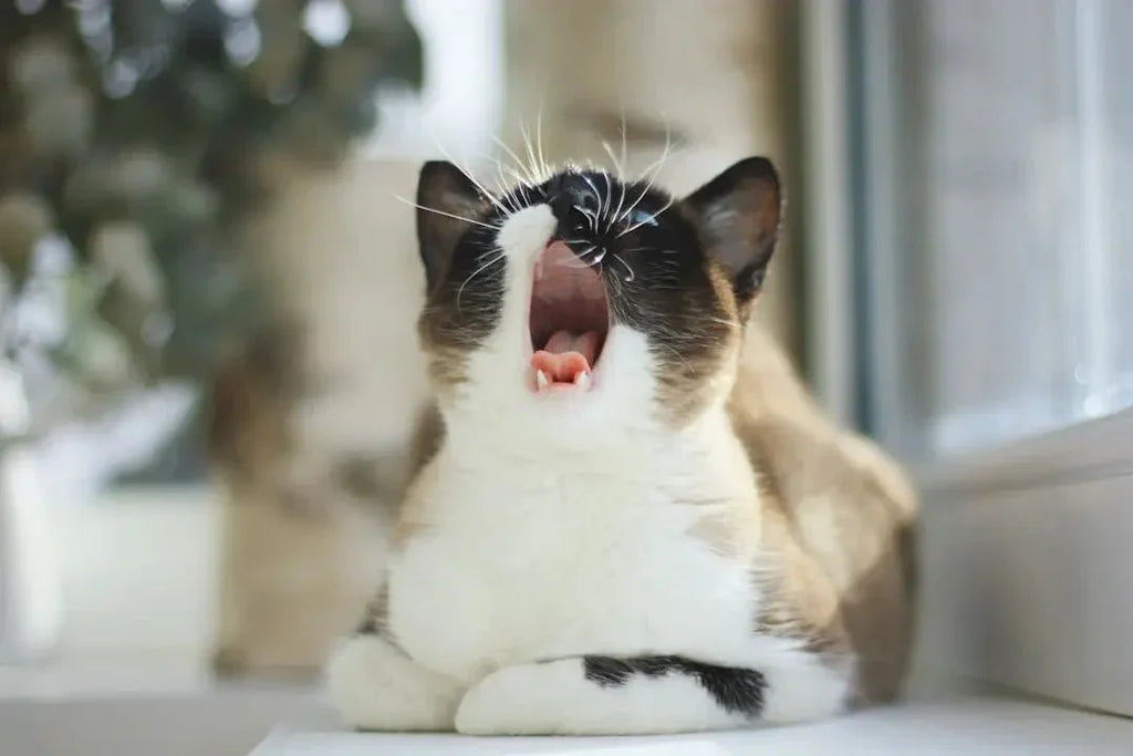 Understanding Cat Coughing: Causes and Solutions - Talis Us