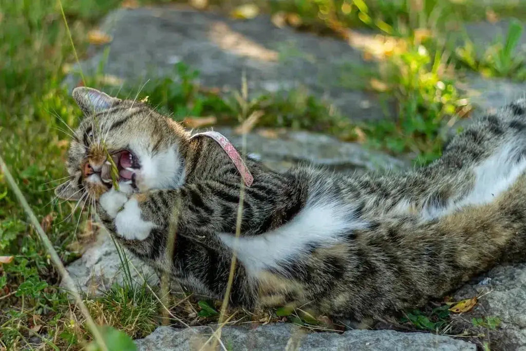 Understanding Catnip: Safe for Cats? - Talis Us