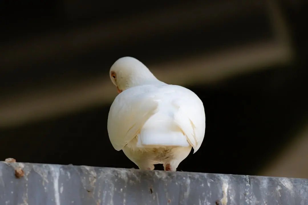 Understanding Grit and Cockatiel Digestion - Talis Us