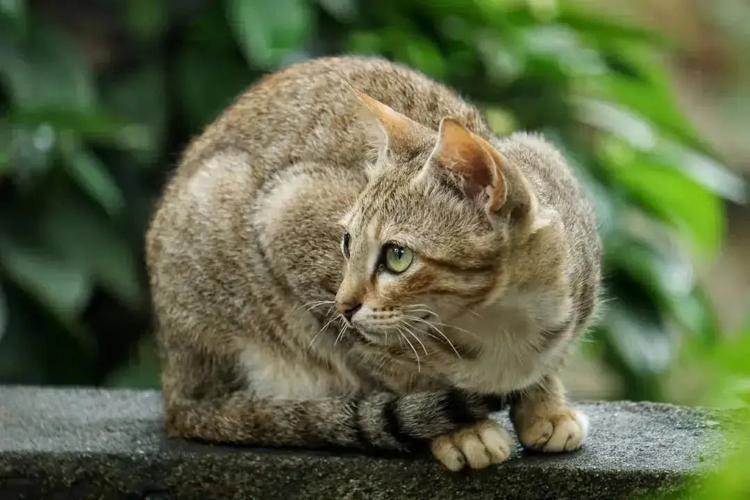 Understanding Maine Coon Cats and Allergies - Talis Us