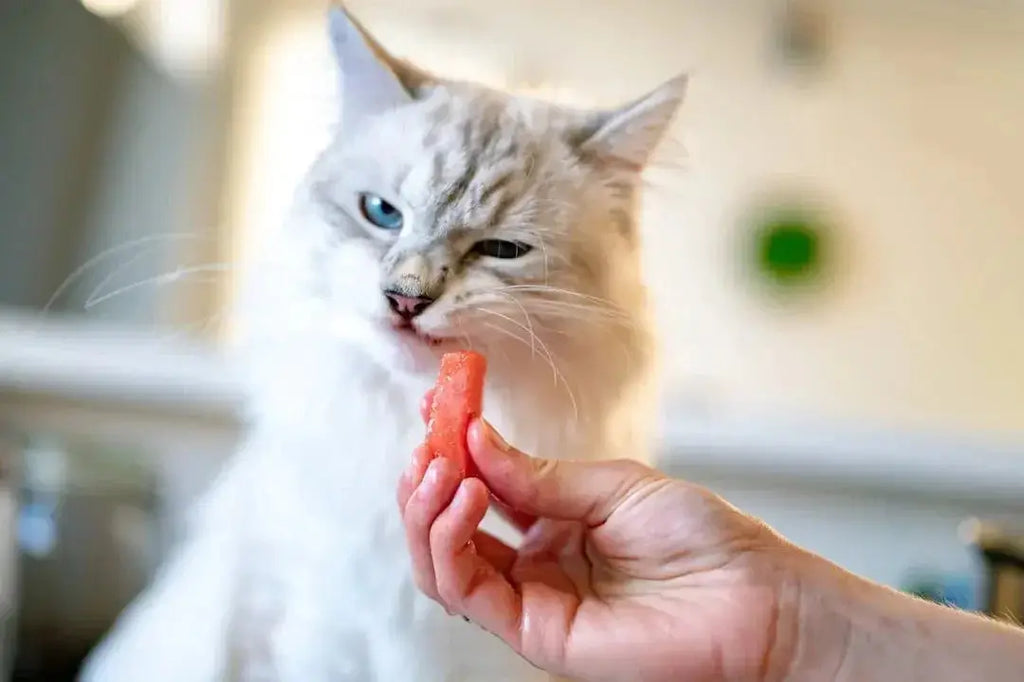 Understanding the Risks of Cats Eating Almonds - Talis Us
