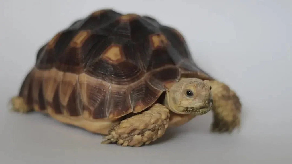 Understanding Sulcata Tortoise Hibernation Patterns - Talis Us