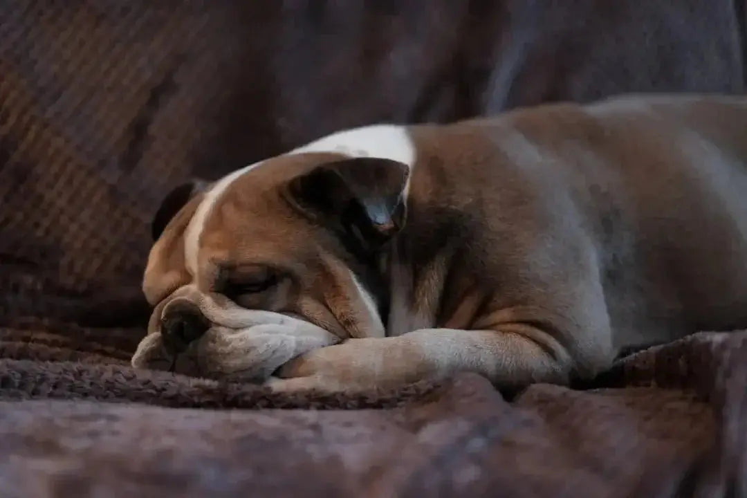 Understanding the Temperament of English Bulldogs - Talis Us