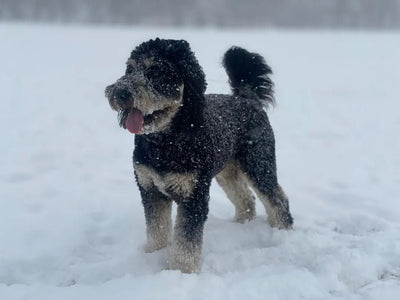 Understanding the Aussiedoodle: A Complete Guide - Talis Us