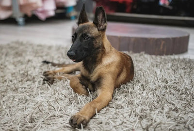 Understanding the Belgian Malinois Temperament - Talis Us