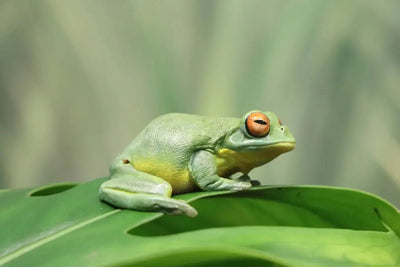 Understanding the Benefits of Frog Foggers - Talis Us