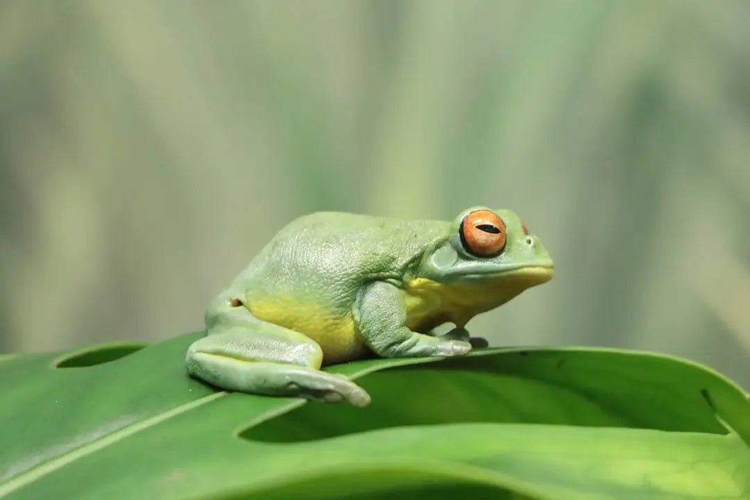 Understanding the Benefits of Frog Foggers - Talis Us