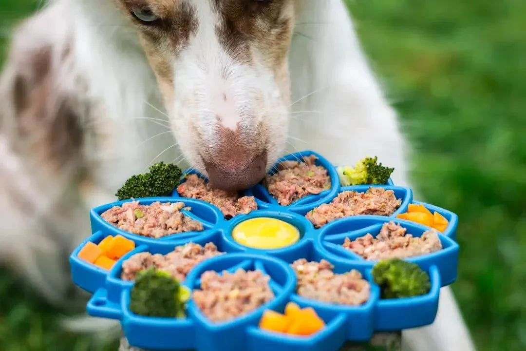 Understanding the Benefits of NutriSource Dog Food - Talis Us