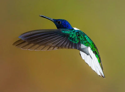 Understanding the Ethics of Clipping Bird Wings - Talis Us