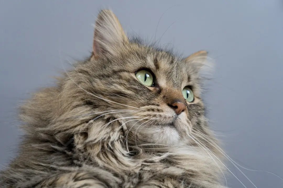 Understanding the Maine Coon Personality Traits - Talis Us