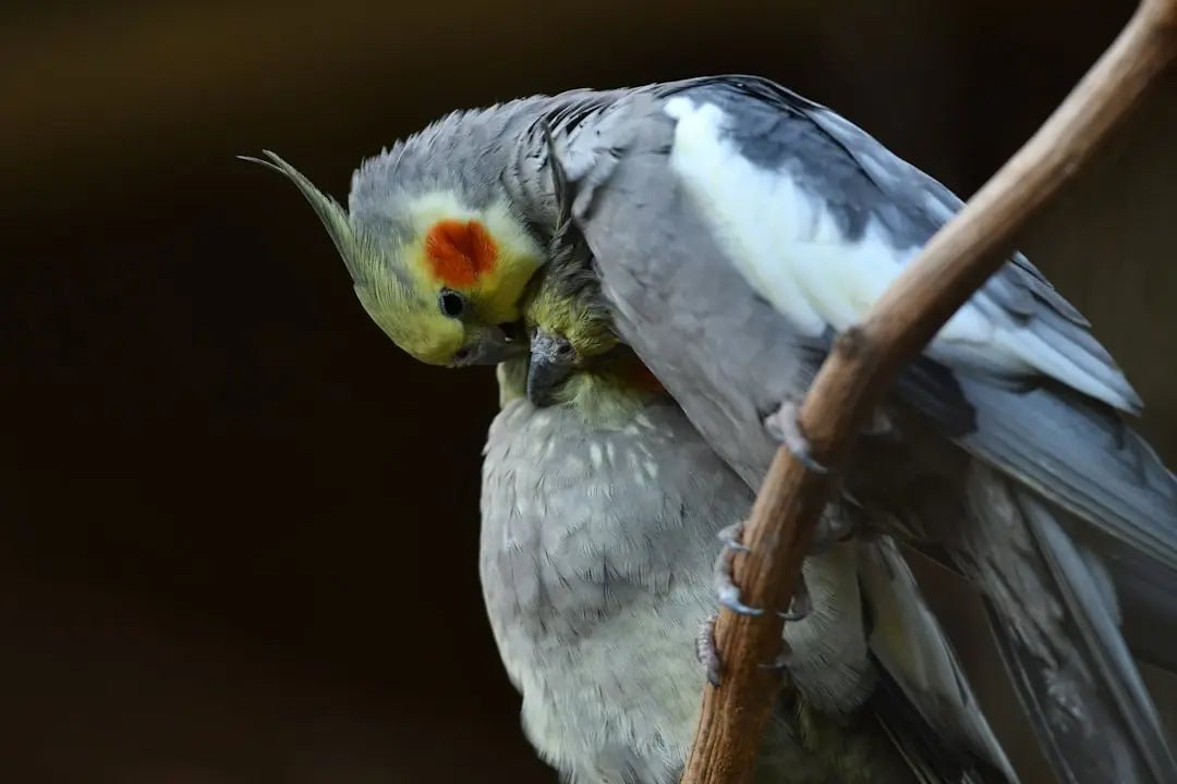 Understanding the Necessity of Bird Beak Trimming - Talis Us