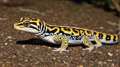 Understanding Wattage for Leopard Geckos - Talis Us