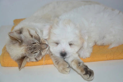 Understanding Your Pet's Nutritional Needs: A Guide to Choosing the Right Food - Talis Us