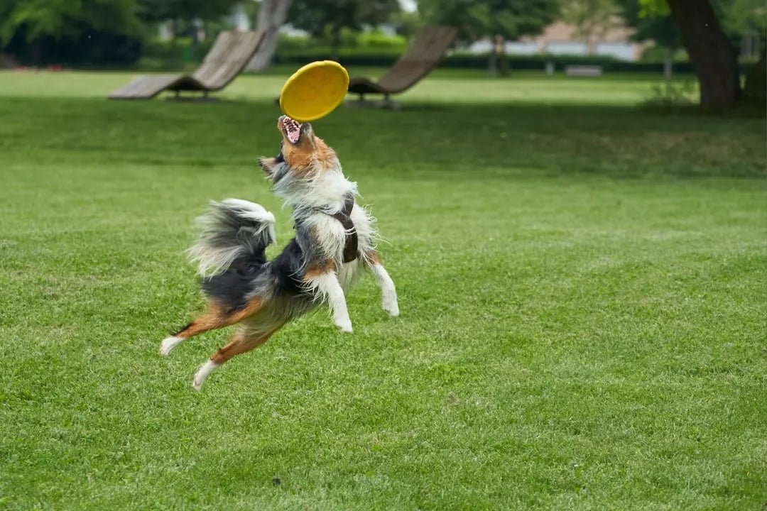 Unique Interactive Dog Puzzle Toys for Engaging Playtime - Talis Us
