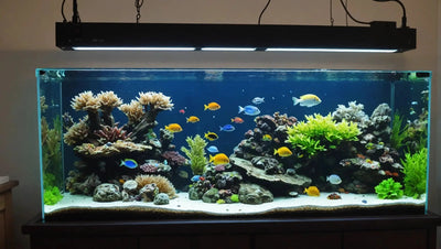 Upgrade Your Aquarium with a 48 Inch Aquarium Light - Talis Us