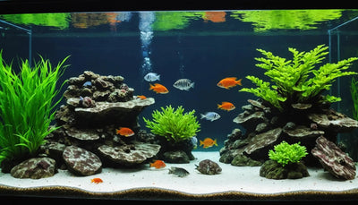 Upgrade Your Fish Tank with Top-Quality Supplies - Talis Us
