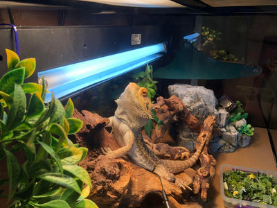 What type of light is best for reptiles?