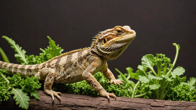 Vegetables Safe for Bearded Dragons: A Guide to Feeding - Talis Us