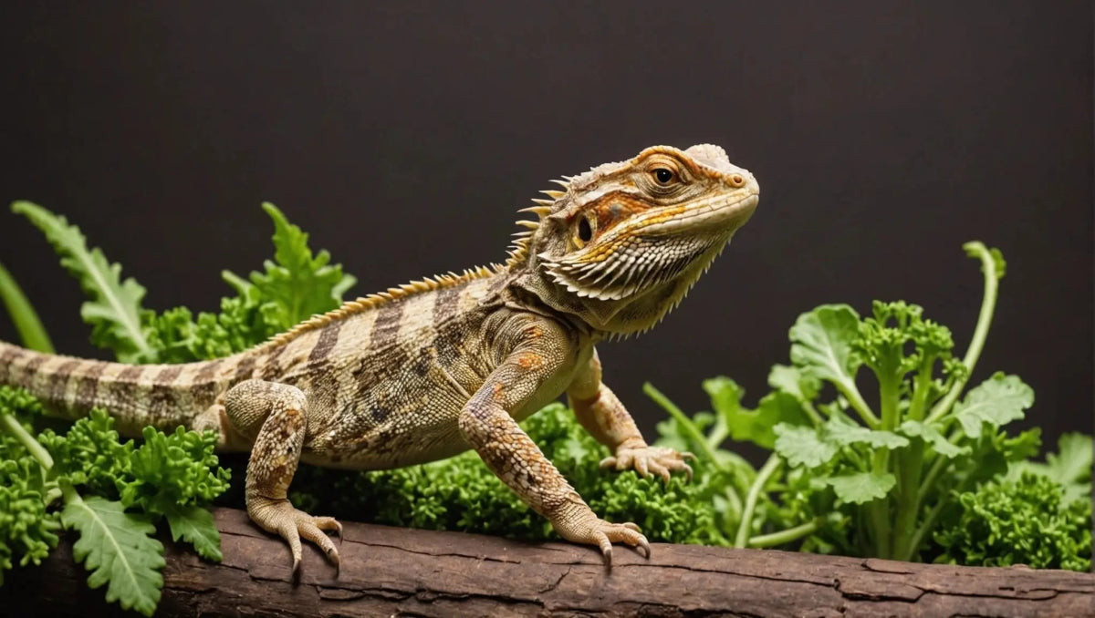 Vegetables Safe for Bearded Dragons: A Guide to Feeding - Talis Us