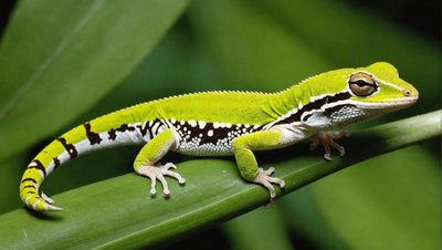 Vegetarian Geckos: A Guide to Herbivorous Lizards - Talis Us